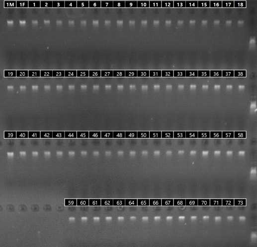 ‘천중도백도’를 모본, ‘미홍’ 복숭아를 부본으로 교잡한 F1 유전집단 gDNA 분리 확인