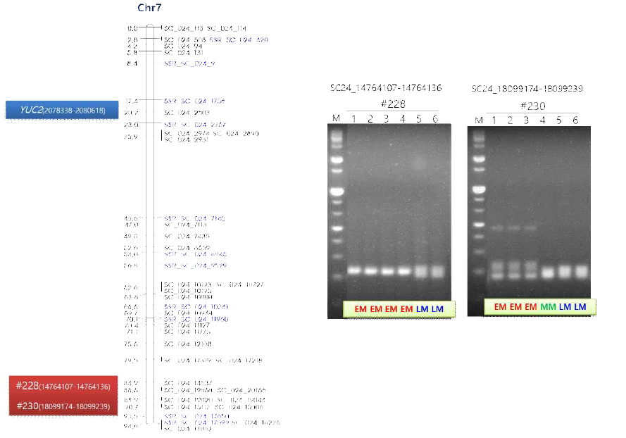 ‘미홍’ 복숭아 염색체 7번에 위치한 YUC2 유전자와 숙기 형질 연관 SSR 마커 2종