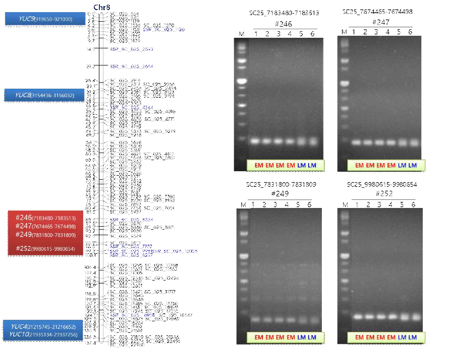 ‘미홍’ 복숭아 염색체 8번에 위치한 YUC8, 9 유전자와 숙기 형질 연관 SSR 마커 4종