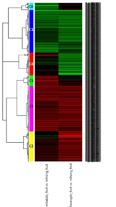 미홍 기준으로 미백도와 장호원황도 과실에서 발현하는 유전자의 heatmap