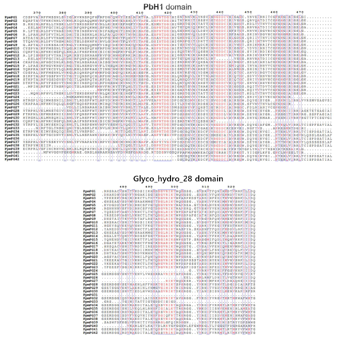 ‘미홍’ 복숭아의 PG 유전자군의 단백질 domain 분석