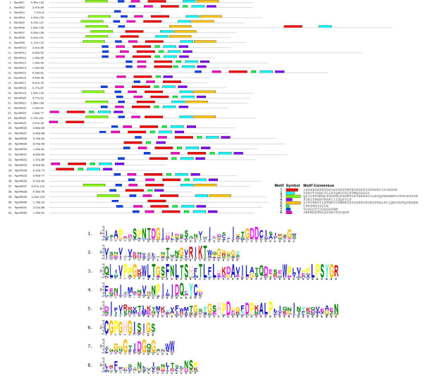 ‘미홍’ 복숭아의 PG 유전자군의 단백질 conserved motif 분석