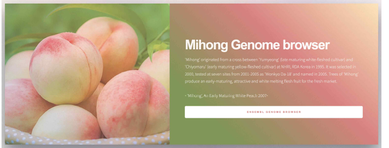 ‘미홍’ 복숭아의 앙상블 브라우저 홈페이지