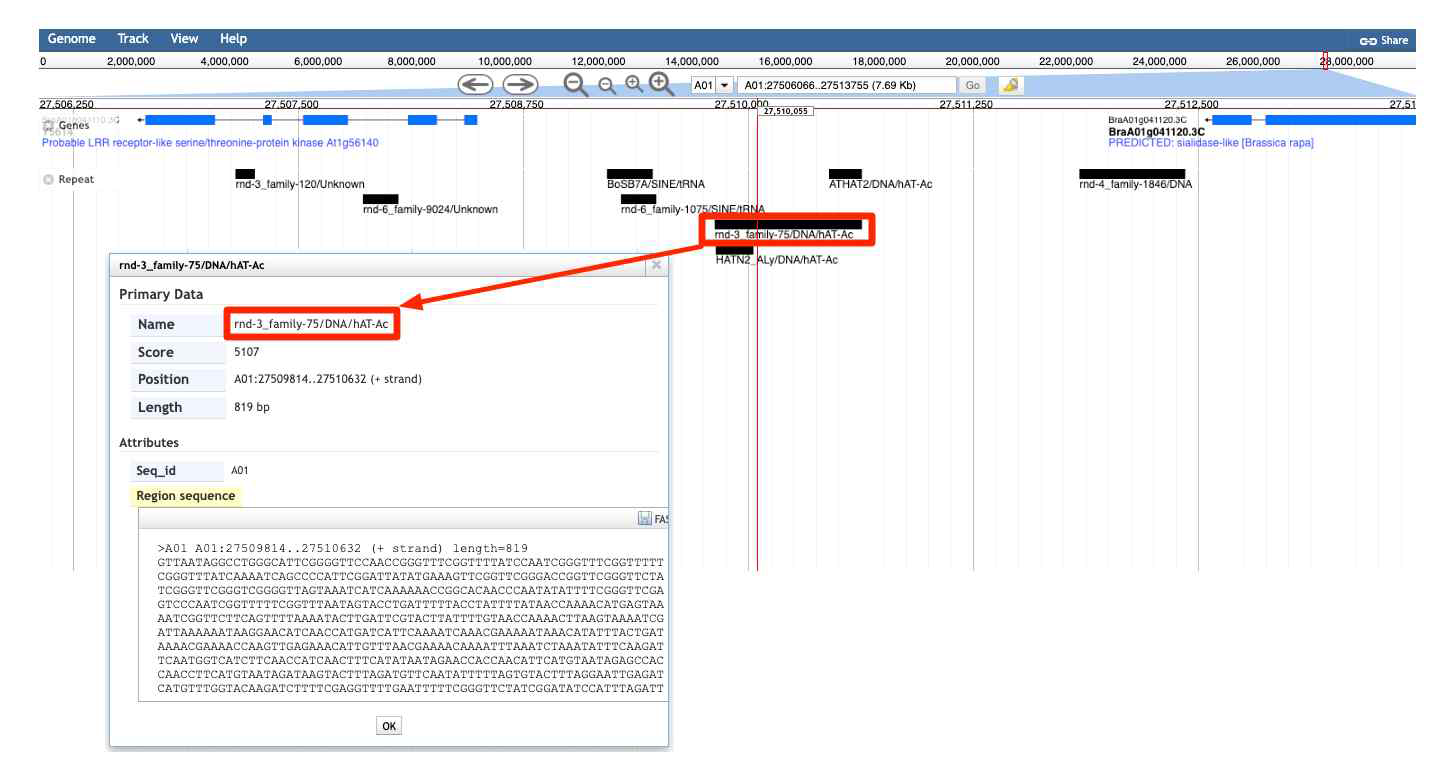 Brassica rapa (AA) genome 브라우저상 repeat 정보 일부 확인 결과