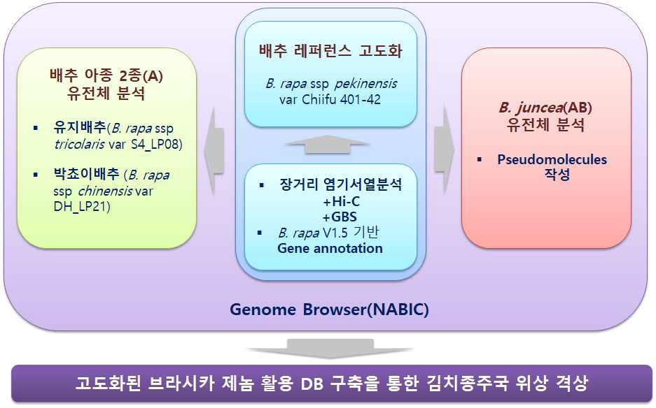 배추 레퍼런스 고도화 및 2종 아종 배추, 갓 유전체분석 전략