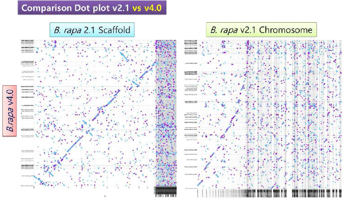 가칭 v4.0 과 기존 분석 보고된 v2.1 scaffold와 v2.1 chromosome 유전체시퀀스와 비교분석