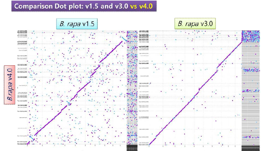 가칭 v4.0 과 기존 분석 보고된 v1.5 과 v3.0 chromosome 유전체 시퀀스와 비교분석