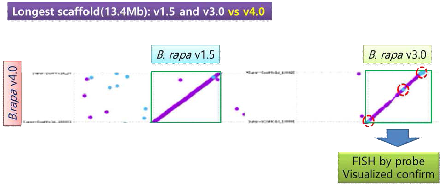 가칭 v4.0 과 기존 분석 보고된 v1.5 과 B. rapa v3.0 chromosome 유전체 시퀀스와 비교분석