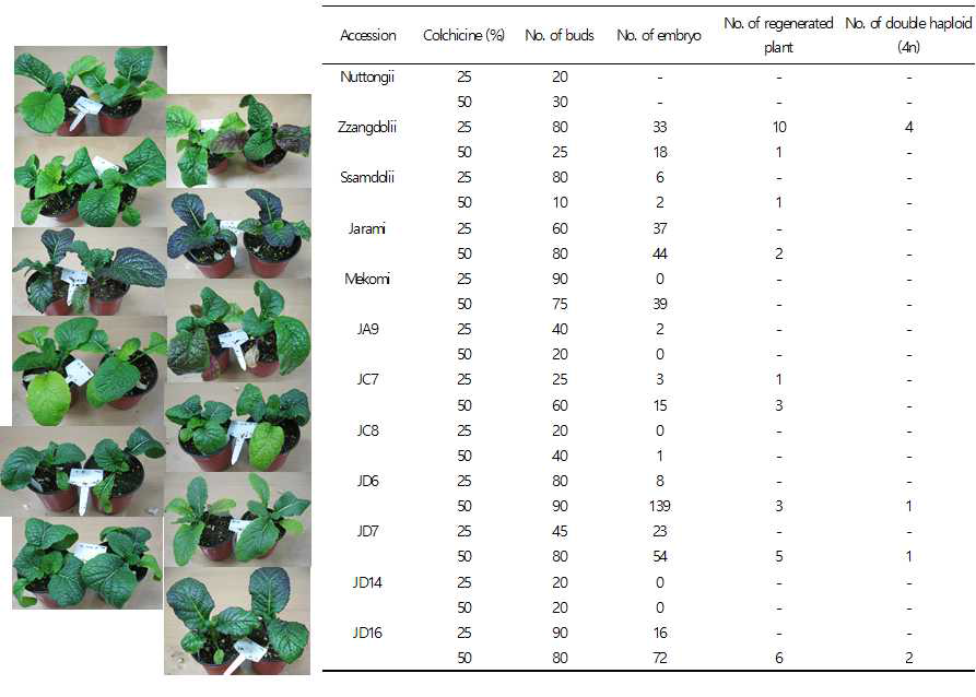 돌산갓 12개 계통에 대한 소포자배양, 식물체 유기, 4배체 확인
