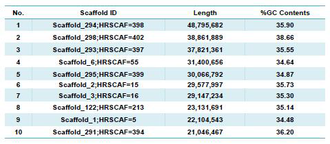 ‘지부’ Hi-C 스캐폴딩 결과, TOP 10 스캐폴딩 결과