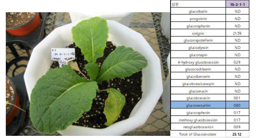 레퍼런스로 선장한 돌산갓 레퍼런스 식물과 글루코시놀레이트 함량(total 23.12, 시니그린 21.59μmol/g dry weight)
