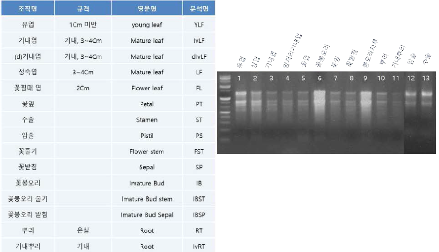 돌산갓 13개 조직별 RNA 분리