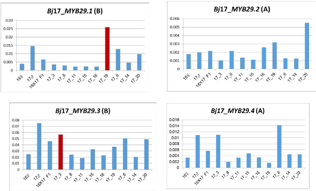 17번 부계 분리집단, 돌산갓 MYB29 TFs 유전자 발현 분석