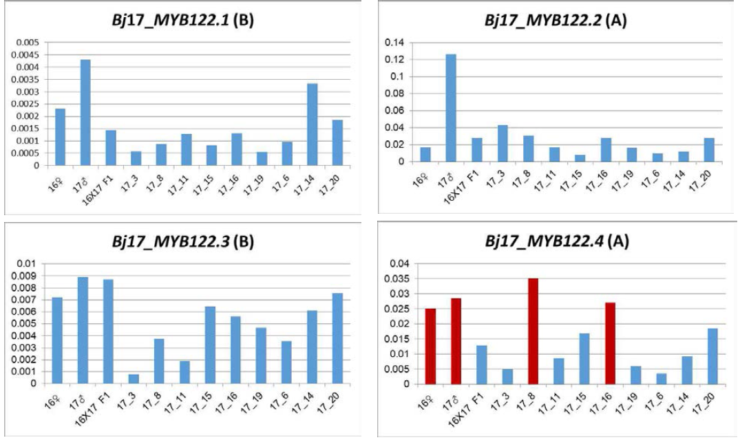 17번 부계 분리집단, 돌산갓 MYB122 TFs 유전자 발현 분석