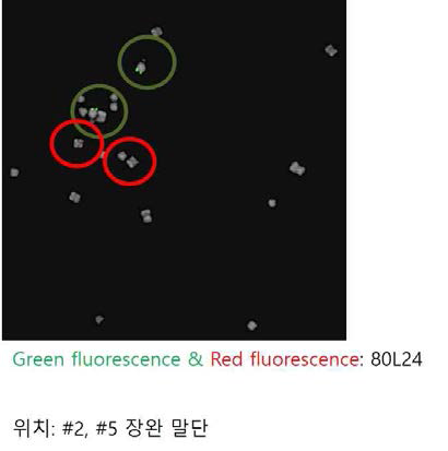 기보유 BAC clone을 이용한 A genome specific chromosome marker의 개발