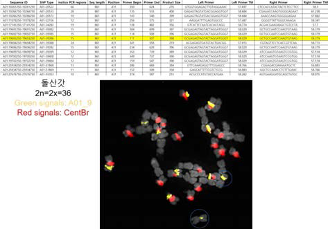 테라젠 개발 A genome specific chromosome marker(A01_09, yellow fluorescence)