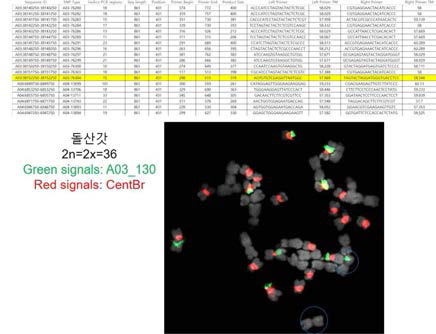 테라젠 개발 A genome specific chromosome marker(A03_130, green fluorescence)