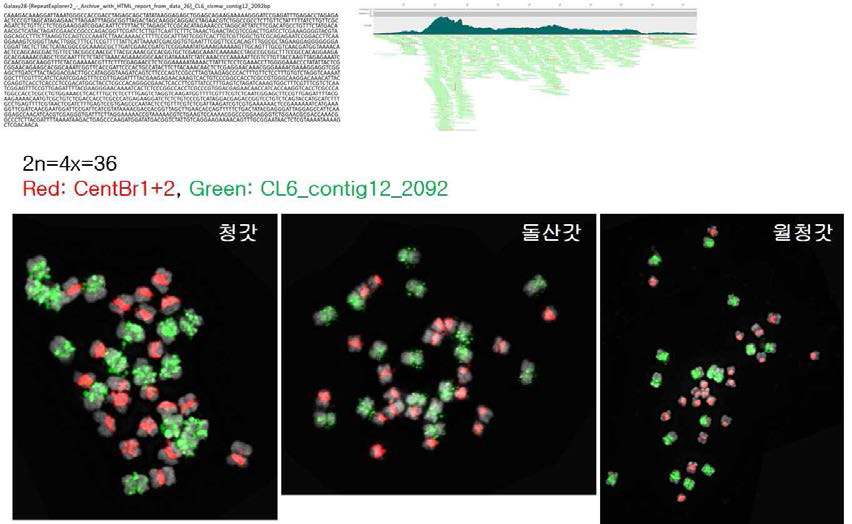 B genome specific chromosome marker의 AB genome(청갓, 돌산갓, 월청갓)으로의 적용