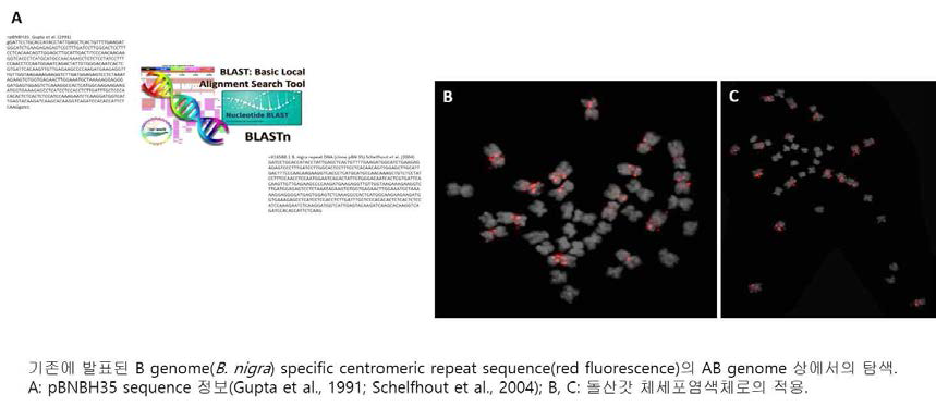 기존에 발표된 B genome(B. nigra) specific centromeric repeat sequence(red fluorescence)의 AB genome 상에서의 탐색