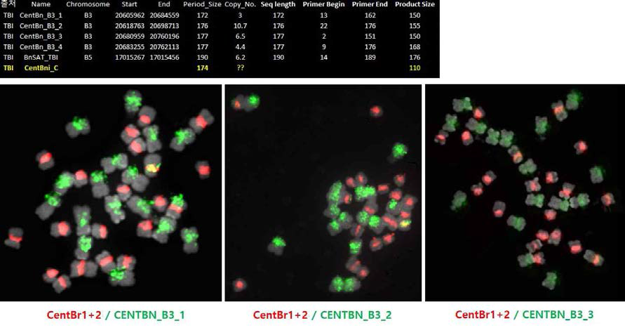 3종(CentBn_B3_1, CentBn_B3_2, CentBn_B3_3)의 B genome specific chromosome marker