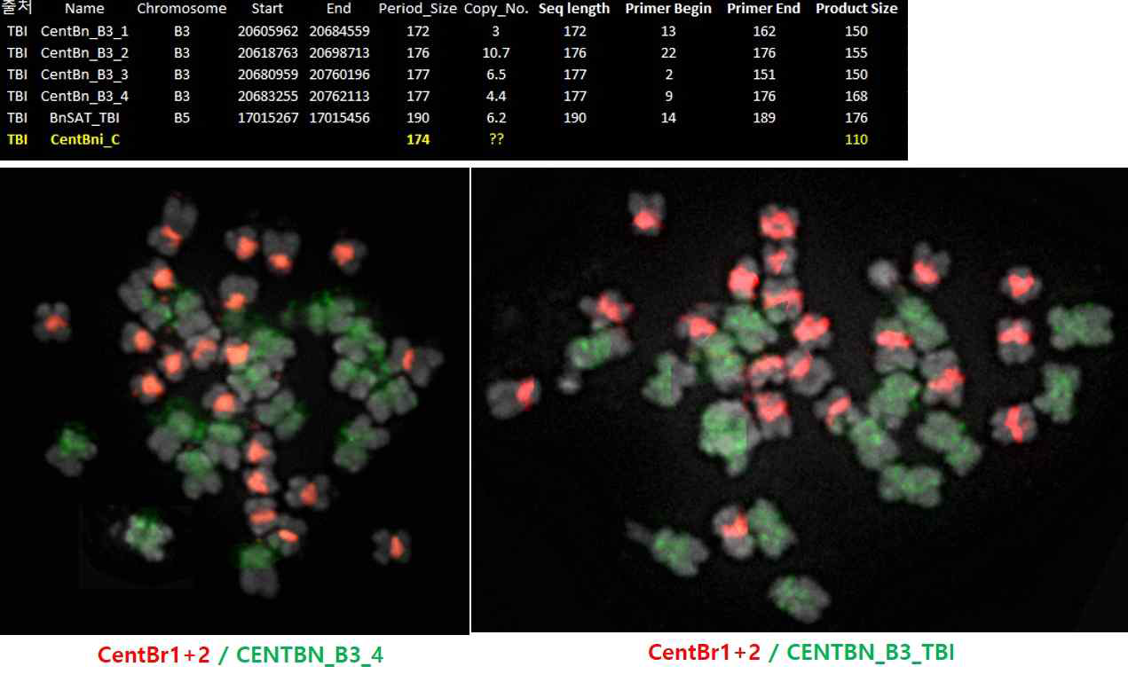 B genome specific chromosome marker(CentBn_B3_4, CentBn_B3_TBI)의 AB genome으로의 적용