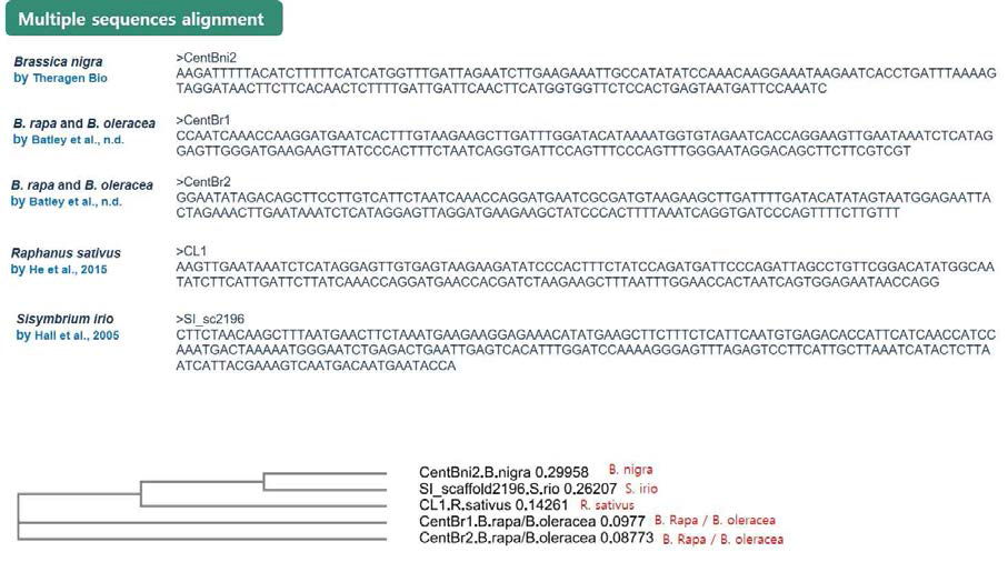 Brassica Centromeric repeat 간의 multiple sequence alignment