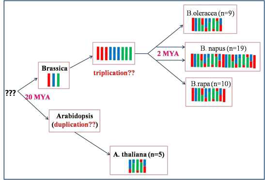 배추속 식물들의 종분화 관한 예상 모식도