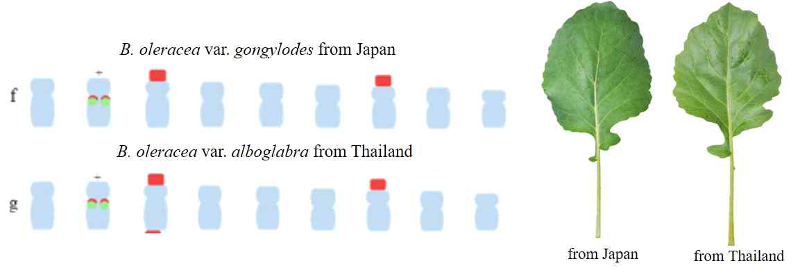 rDNA 패턴에 따른 C genome의 핵형구분