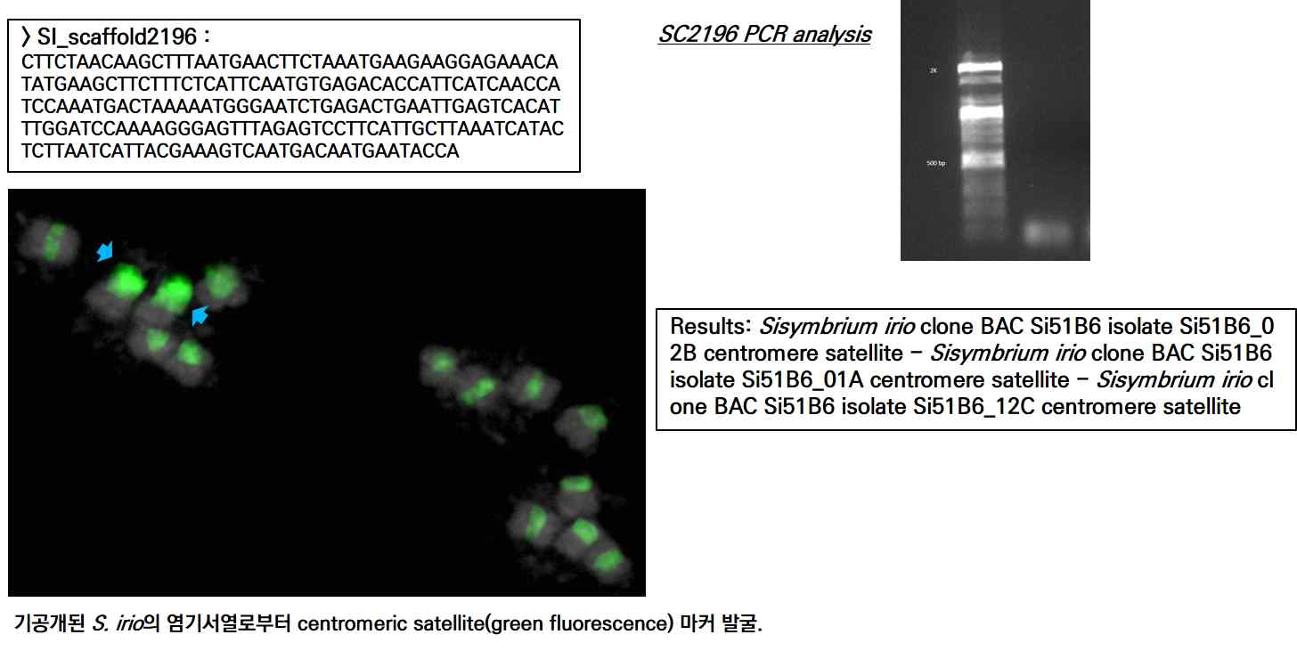 S. irio의 centromeric repeat(green fluorescence) 발굴