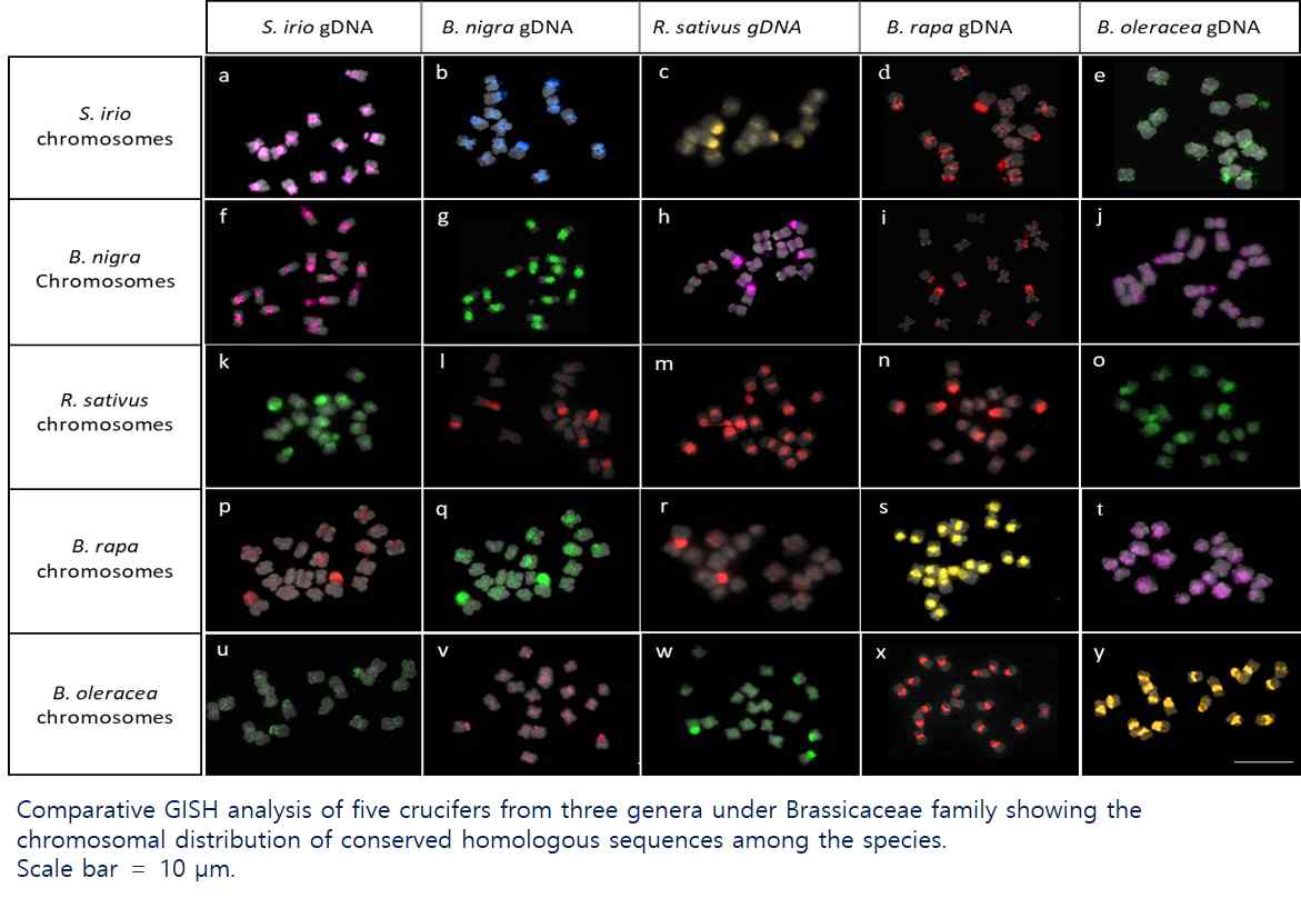 S. irio와 A, B, C, R genome 간의 comparative GISH 분석