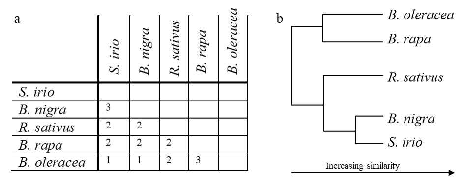 S. irio와 A, B, C, R genome 간의 유연관계 분석