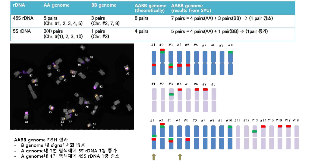 A, B, AB genome rDNA FISH