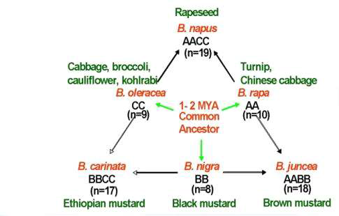 배추과 작물의 종간잡종 모식도