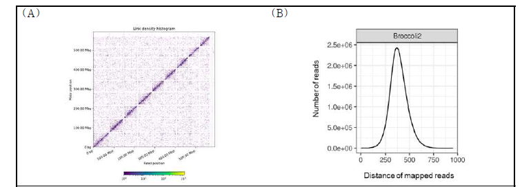 Construction of genome sequences. (A) Hi-C contact map. (B) Evaluation of genome assembly. Distribution of physical distance of Illumina paired-end reads mapped to the assemble genome