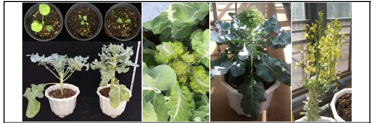 The photos of broccoli plants used for Iso-seq and RNA-seq