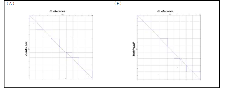 Alignment between the B. oleracea var. capitata and newly obtained genomes. (A) KohlrabiG. (B) KohlrabiP