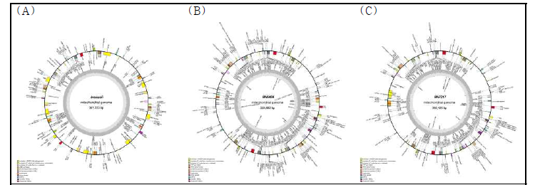 Map of B. oleracea mitochondrial genome. (A) Broccoli. (B) KohlrabiG. (C) KohlrabiP