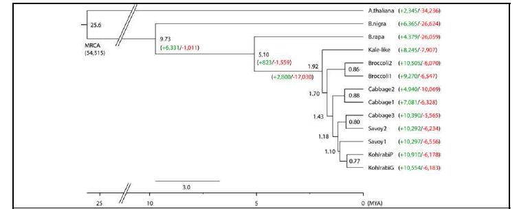 Phylogenetic analysis of Brassica species