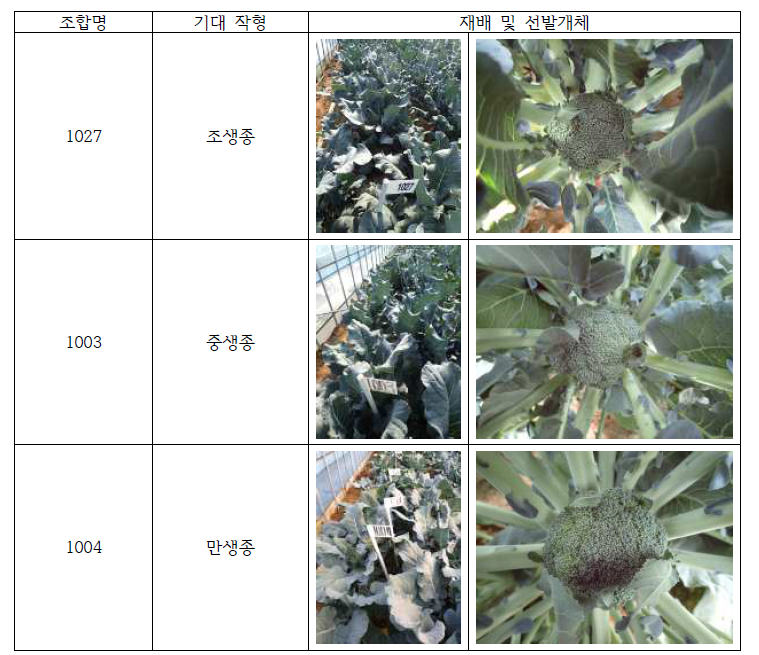 DH 집단 육성을 위한 F1 개체 선발