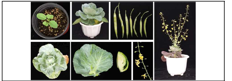 The photos of cabbage plants used for Iso-seq and RNA-seq