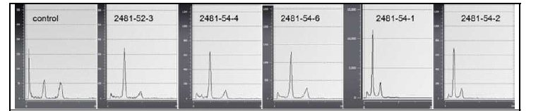 Evaluation of ploidy level of plants obtained from microspore culture