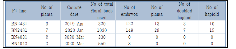 Summary of microspore culture of B. oleracea var. capitata