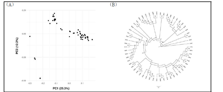 Population analysis of broccoli accessions using SNPs obtained by GBS. (A) Principal component analysis. (B) Phylogenetic analysis with 1000 boostraping