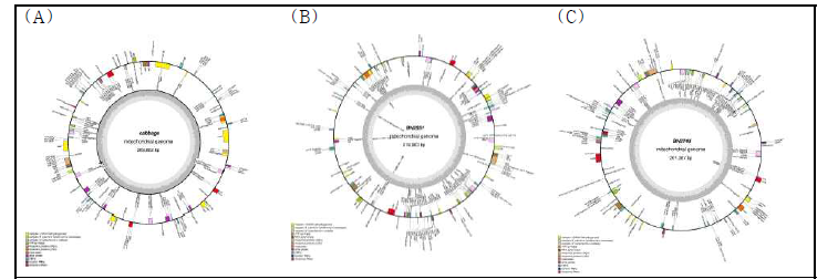 Map of B. oleracea mitochondrial genome. (A) Cabbage. (B) Savoy1. (C) Savoy2