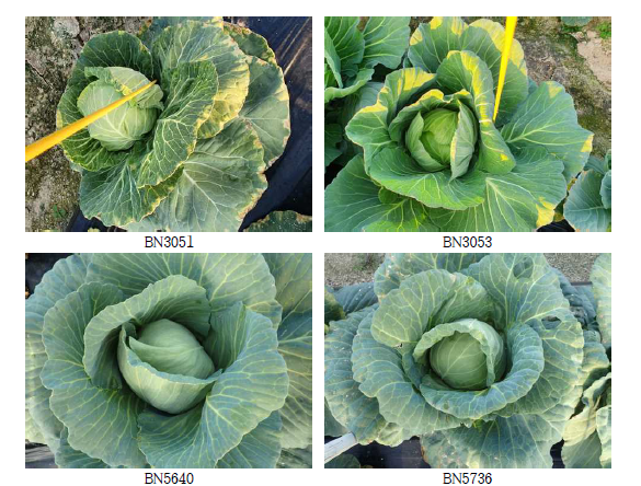 선발된 양배추 우수계통