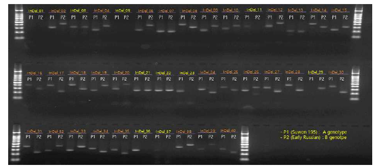 40개 InDel 마커 수원195호, E.R. genotyping 결과