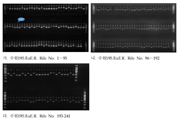 InDel_08 마커 이용 235 수원195호xE.R.(IT030100) Rils genotyping 결과