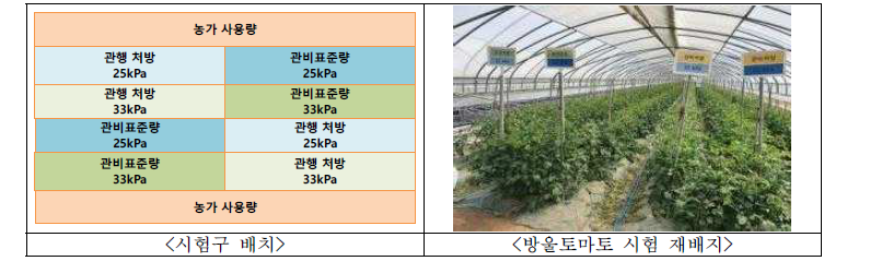 방울토마토 시험포장 시험구 배치 및 포장 전경