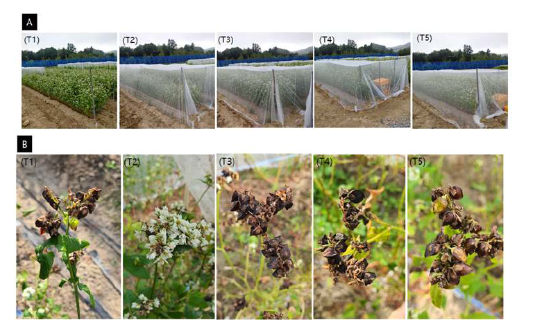 2021년 메밀밭 포장에서 ‘양절메밀’ 품종 개화시기에 수분곤충 처리를 위한 방법(A) 및 수확시기에 종자결실 (B) 비교. T1, 노지 자연방임 처리(관행, 대조구); T2, 망실 내 곤충을 넣 지 않는 곤충 무방사 처리(무처리); T3, 망실 내 파리 단독처리(파리); T4, 망실 내 뒤영벌 단독 처리(벌); T5, 망실 내 파리와 뒤영벌을 함께 두는 혼합처리(파리+벌)
