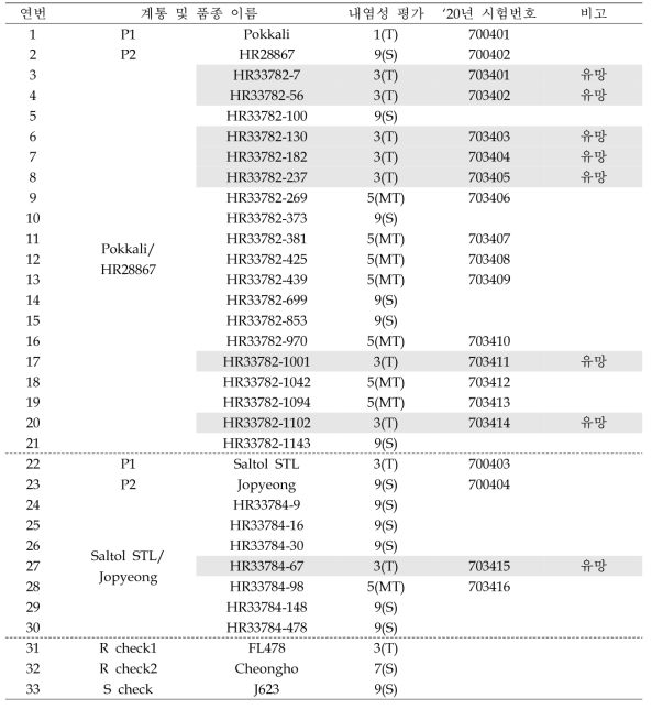 Saltol 유전자 도입 후대계통 유묘내염성 검정 결과
